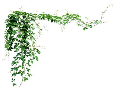 Bush grape or three-leaved wild vine cayratia (Cayratia trifolia) liana ivy plant bush, nature frame jungle border