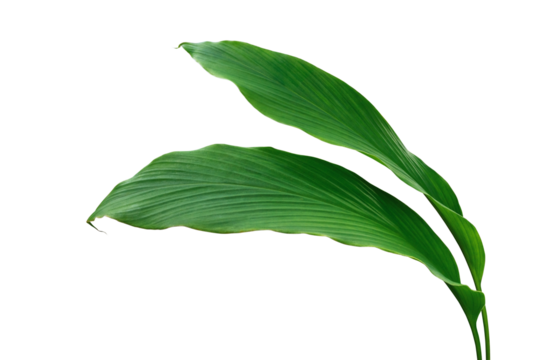 Green leaves of turmeric (Curcuma longa) ginger medicinal herbal plant