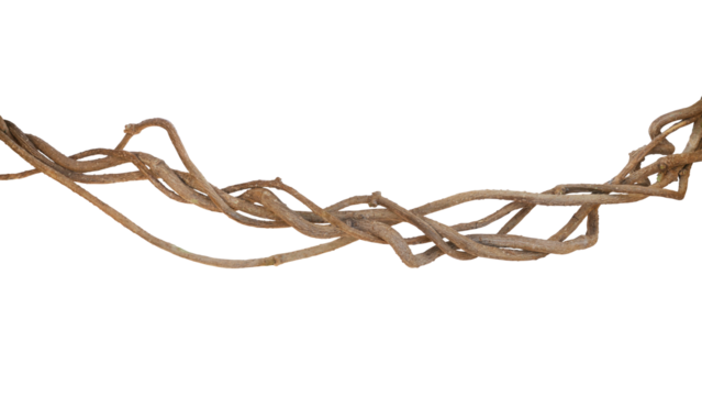 Twisted jungle vines, tropical rainforest liana plant , messy dried vines of cowslip creeper (Telosma cordata) medicinal plant.