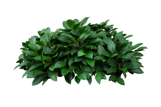 Green leaves hosta plant bush, lush foliage tropic garden plant