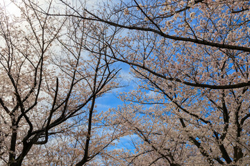 Obraz premium 青空と雲と満開の桜