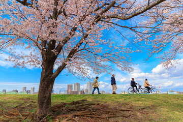 荒川赤羽桜堤緑地の桜の木と散歩する人々