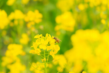 菜の花の蜜を吸う蜜蜂