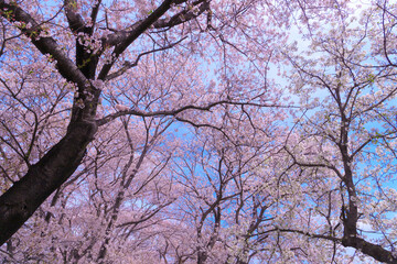さくら堤公園の満開の桜
