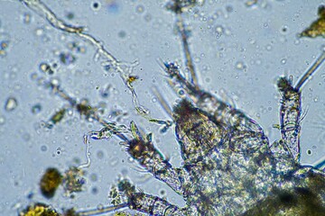 soil microorganisms including nematode, microarthropods, micro arthropod, tardigrade, and rotifers a soil sample, soil fungus and bacteria on a regenerative farm in compost under the microscope.
