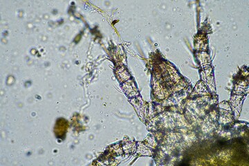 soil microorganisms including nematode, microarthropods, micro arthropod, tardigrade, and rotifers a soil sample, soil fungus and bacteria on a regenerative farm in compost under the microscope.