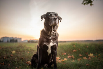 Black labrador in the evening spring park.