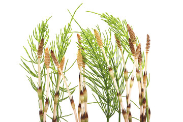 horsetail isolated on a white background