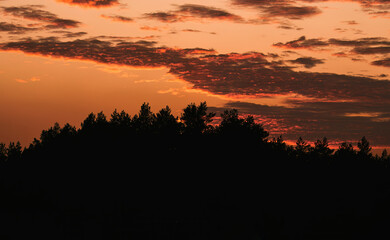 Group of trees in the winter with beautiful sky. Horizontal landscape in rural area