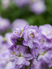 美しい薄紫のストック