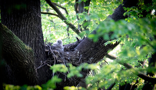 Eurasian Eagle Owl Bubo Bubo sitting sitting on a nest in the tree crown with cubs and guarding.