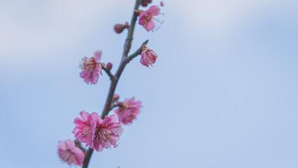 梅の花　綾部山梅林