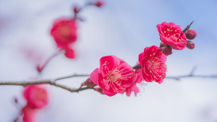 梅の花　綾部山梅林