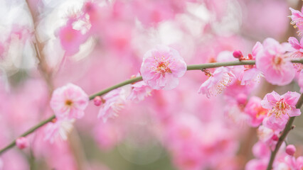 梅の花　綾部山梅林