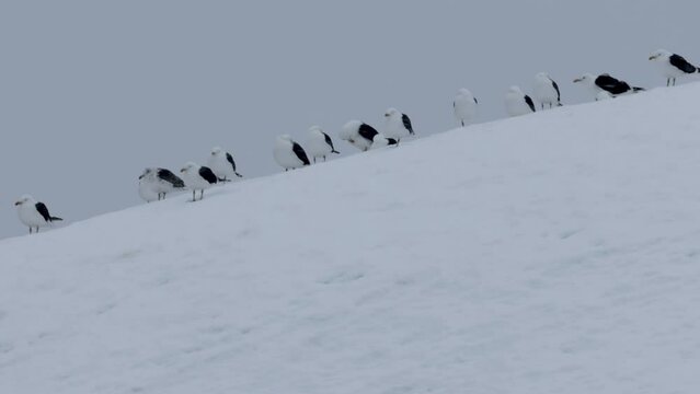Kelp gulls resting in snowstorm on hill, Antarctic Peninsula
Kelp gulls wildlife in Antarctica, February 2023 
