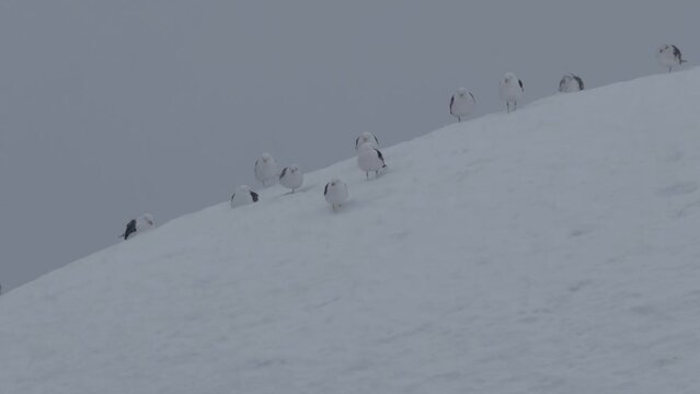 Kelp gulls resting on glacier, Antarctic Peninsula
Kelp gulls wildlife in Antarctica, February 2023 
