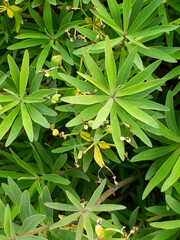 Close-up de planta con hojas puntiagudas