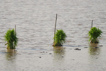 The uprooted rice stalks were tied together in three piles in the field.