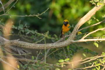 Golden sparrow, a small bird with a yellow body