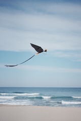 flying a kite, 3D eagle