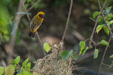 Golden sparrow, a small bird with a yellow body