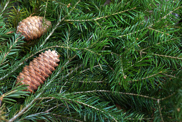 Fir cones on fir-tree branches