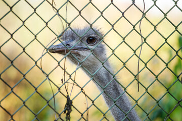 Ostrich in a cage. Close up of an ostrich. Sad look.