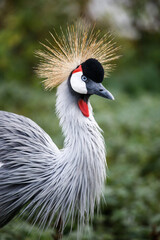 Crowned crane balearica regulorum.Portrait of gray crowns. A beautiful bird with a forelock. African crowned crane. Kavirondo Crane. Golden crested crane.