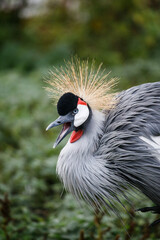 Crowned crane balearica regulorum.Portrait of gray crowns. A beautiful bird with a forelock. African crowned crane. Kavirondo Crane. Golden crested crane.
