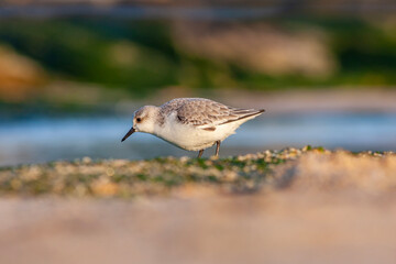 small water bird looking for food in the seaweed, Sanderling, Calidris alba