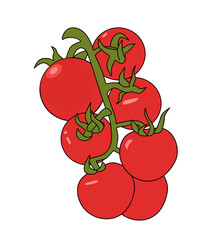 tomato