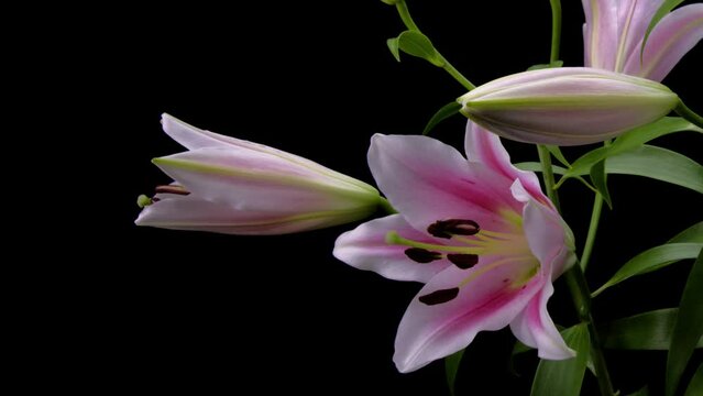 「花咲く図鑑」Flowering picture book
花のタイムラプス　オリエンタルユリ フロンテラ