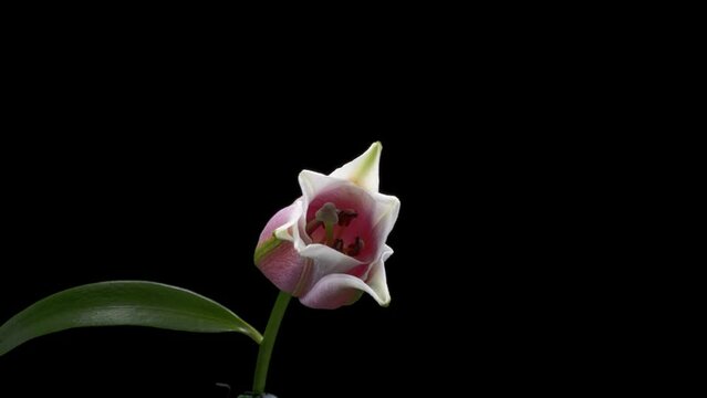 「花咲く図鑑」Flowering picture book
花のタイムラプス　オリエンタルユリ フロンテラ