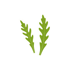 Arugula isolated on white background. Rucola, leafy greens. Vector illustration in flat style.	