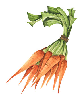 Carrot for market, recipe design. Fresh vegetables.  Cartoon style. Watercolor illustration for any design.