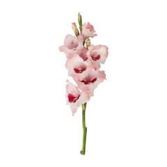 Light pink gladiolus flower stem isolated on transparent background