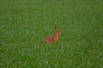 Obraz premium Lièvre