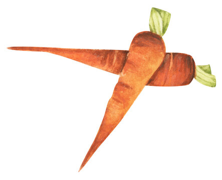 Carrot for market, recipe design. Fresh vegetables.  Cartoon style. Watercolor illustration for any design.