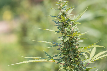 Close up of cannabis seed pods, . Harvest of marijuana 