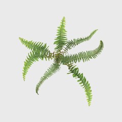 3D Rendering Giant Fern on White
Bush of a green forest fern plant. 
Tropical leaves foliage plant bush floral arrangement nature backdrop isolated on white background