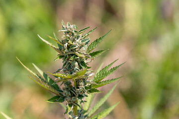 Close up of cannabis seed pods, . Harvest of marijuana 