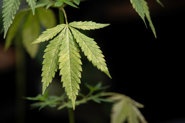 Close up green leaf of marijuana.Marijuana plants in garden