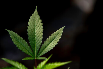 Naklejka na ściany i meble Close up green leaf of marijuana.Marijuana plants in garden