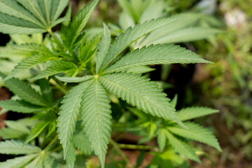 Close up green leaf of marijuana.Marijuana plants in garden