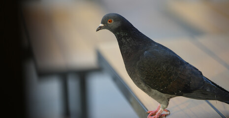 dove. pigeon on the terrace of a restaurant. detail.