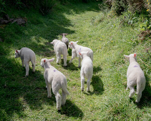 Herd of young white lambs and one black lamp, grazing on green grass in the shadow of an ancient ring fort in rural Ireland.