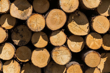 Freshly cut tree logs