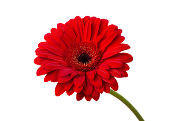 Red  orange gerbera flower
