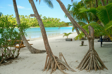 Tropical lagoon beach with aerial root pandanus tree