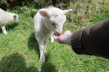Hand feeding a young white lamb while a second lamb grazes in the background, in a green grassy field in rural Ireland.